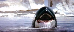 L'orca, predatore dello squalo