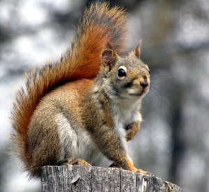 Delle 680 estinzioni animali conosciute, circa il 20% sono da imputarsi alle specie aliene invasive... e tra queste c'è anche lo scoiattolo