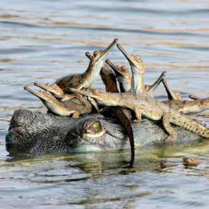 Per quanto feroci possano sembrare da adulti, i coccodrilli sono tra i migliori genitori in natura. 