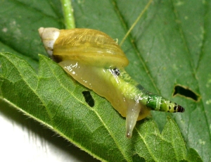Lumaca infestata da un verme, la cui presenza è evidente nel corno di sinistra