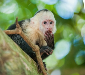 capuchin monkey envy