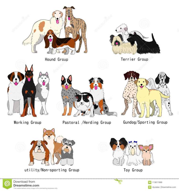 le razze di cane divise in sette gruppi