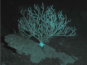 corallo abissi